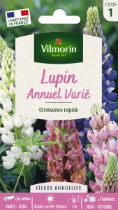 Lupin Annuel Varié